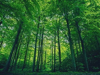 皇冠官方app平台