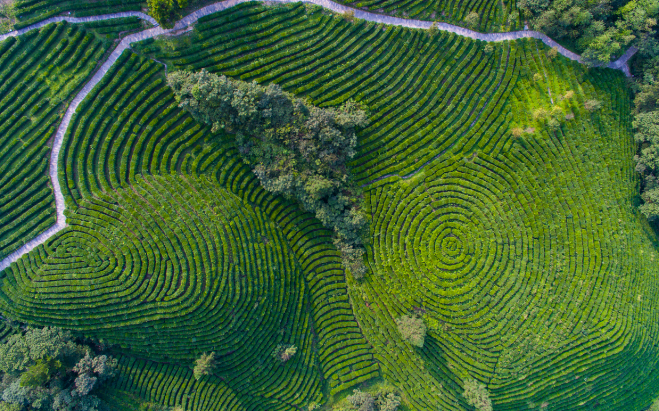 皇冠官方app平台