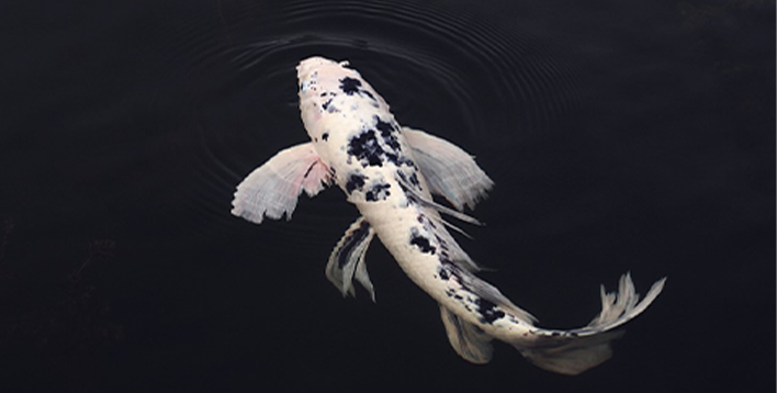 某国资生态渔业公司战略规划咨询项目案例