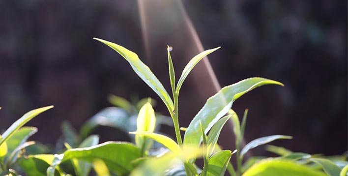 某茶叶公司多元业务组织搭建与组织运营效率提升咨询项目案例