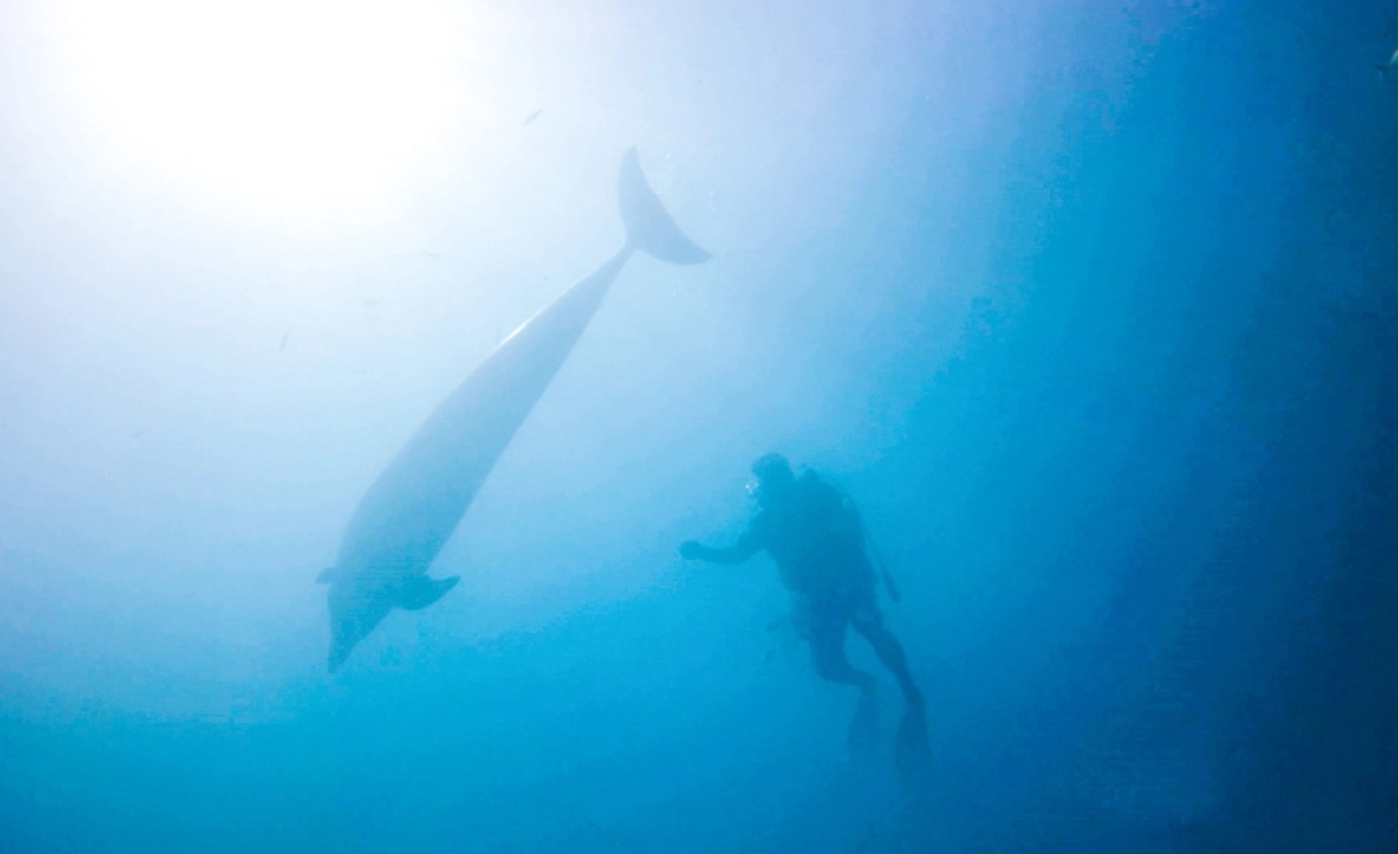 “睿信咨询”固废行业2024年度研究报告 | 绿色转型中的机遇与挑战